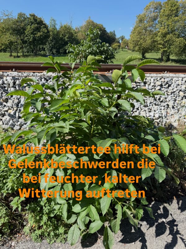 Walnussblättertee vertreibt die feuchte Kälte aus dem Organismus #gelenkentzündung #rheuma #rheumatoid #heilpflanzen #walnuss